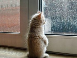 cat rain