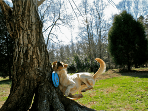 Dog-Is-Too-Excited-To-Watch-Out-For-Trees-While-Playing-With-a-Frisbee