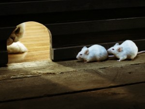 cat-furry-mouse-hole-white-2560x1440