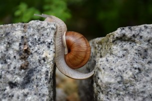 snail-1447233_960_720